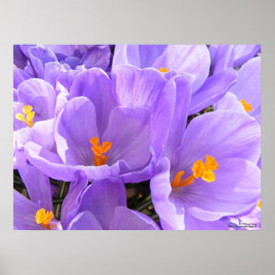 Krokus-Großdruck Poster