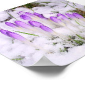 Krokus in der Schneepulle Poster (Ecke)