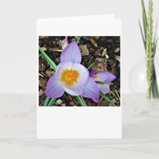 Krokus, Karte (Vorderseite)