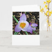 Krokus, Karte (Gelbe Blume)