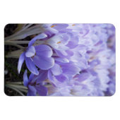 Krokus-Leinwandbild Magnet (Horizontal)