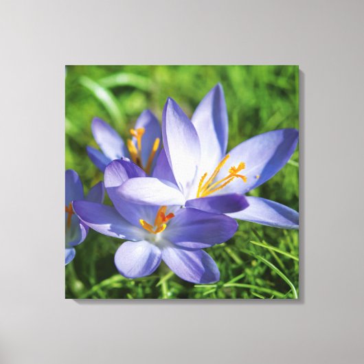 Krokus Leinwanddruck (Vorderseite)