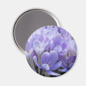 Krokus Magnet (Vorderseite/Rückseite)