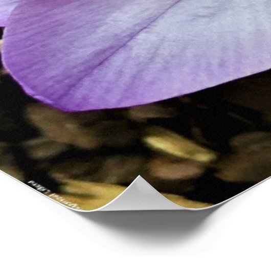 Krokus, Poster (Ecke)