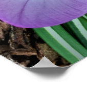 Krokus, Poster (Ecke)