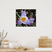 Krokus, Poster (Küche)