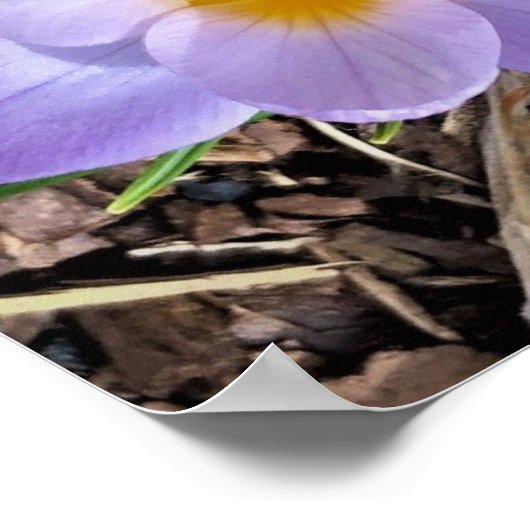 Krokus, Poster (Ecke)