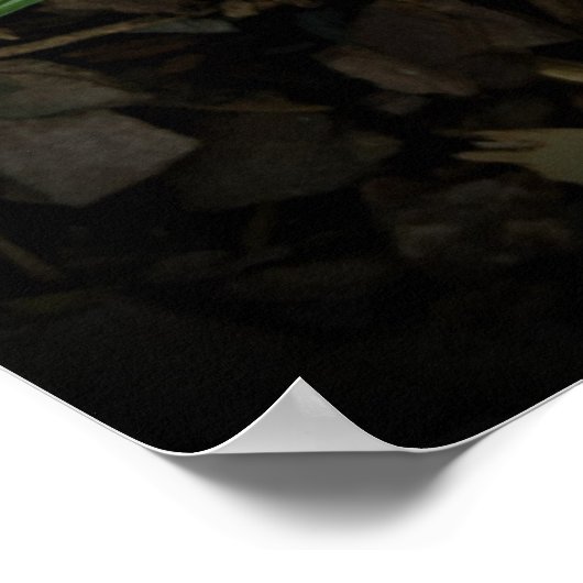 Krokus, Poster (Ecke)