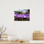 Krokus-Poster Poster (Küche)