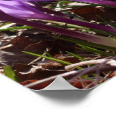 Krokus-Poster Poster (Ecke)