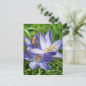 Krokus Postkarte (Stehend Vorderseite)