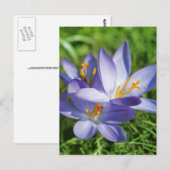 Krokus Postkarte (Vorne/Hinten)