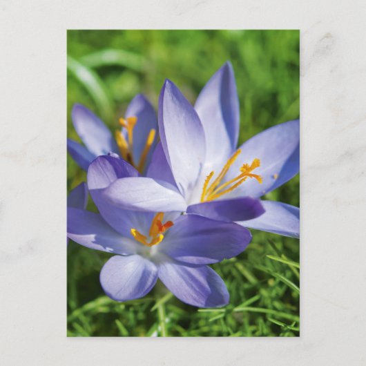 Krokus Postkarte (Vorderseite)