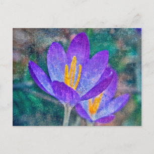 Krokus Postkarte