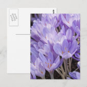 Krokus Postkarte (Vorne/Hinten)