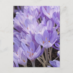 Krokus Postkarte