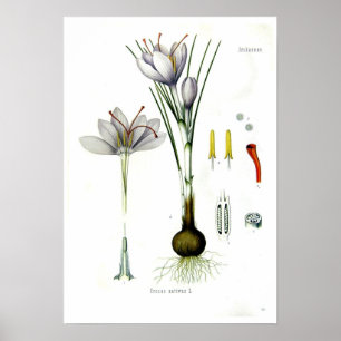 Krokus Sativus Poster