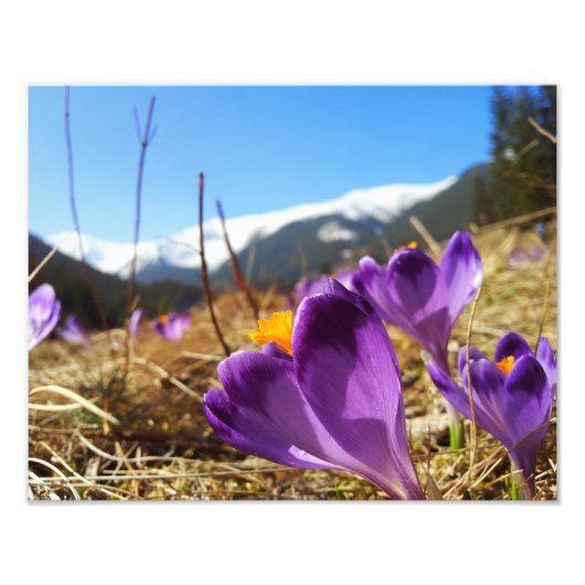 Krokus, Tatra Fotodruck (Vorne)
