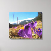Krokus, Tatra Leinwanddruck (Vorderseite)