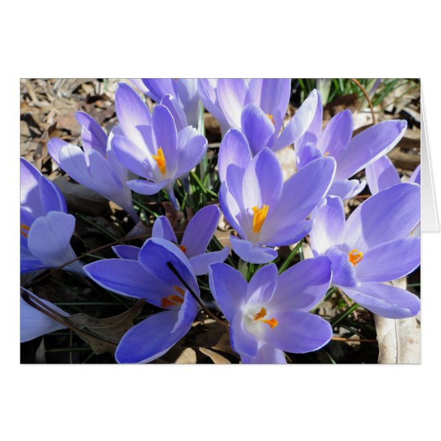 Krokus/Taube: Lied des Lied-2:12 (Vorderseite (Horizontal))