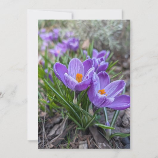Krokusblumen Einladung (Vorderseite)