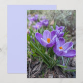 Krokusblumen Einladung (Vorne/Hinten)