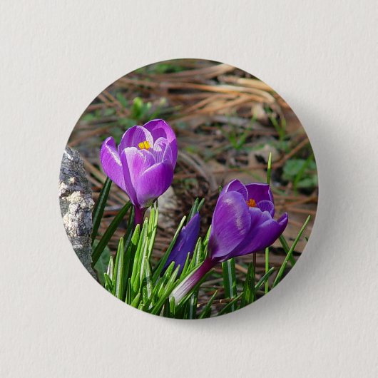 Krokusse im Blüten-Knopf Button (Vorderseite)