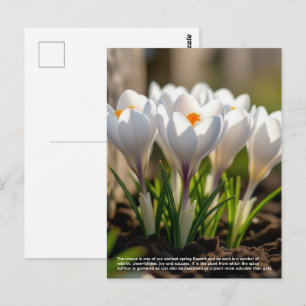 Krokussymbolik Postkarte