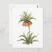 Krone Imperial (Fritillaria imperialis) von Redout Postkarte (Vorne/Hinten)