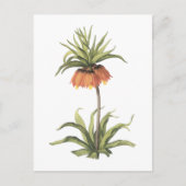 Krone Imperial (Fritillaria imperialis) von Redout Postkarte (Vorderseite)