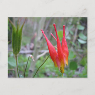 Krone Postkarte