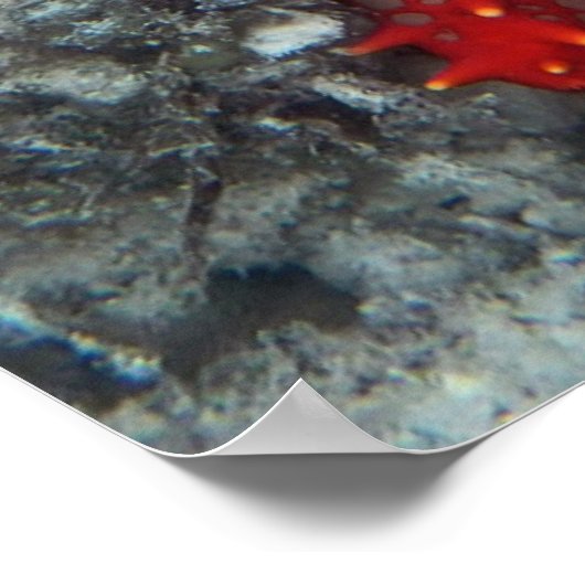 Krone von Thornstern auf dem Korallenriff Poster (Ecke)