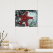 Krone von Thornstern auf dem Korallenriff Poster (Küche)