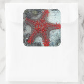 Krone von Thornstern auf dem Korallenriff Quadratischer Aufkleber (Tasche)