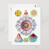 Kronen- oder Helmquälchen Postkarte (Vorne/Hinten)