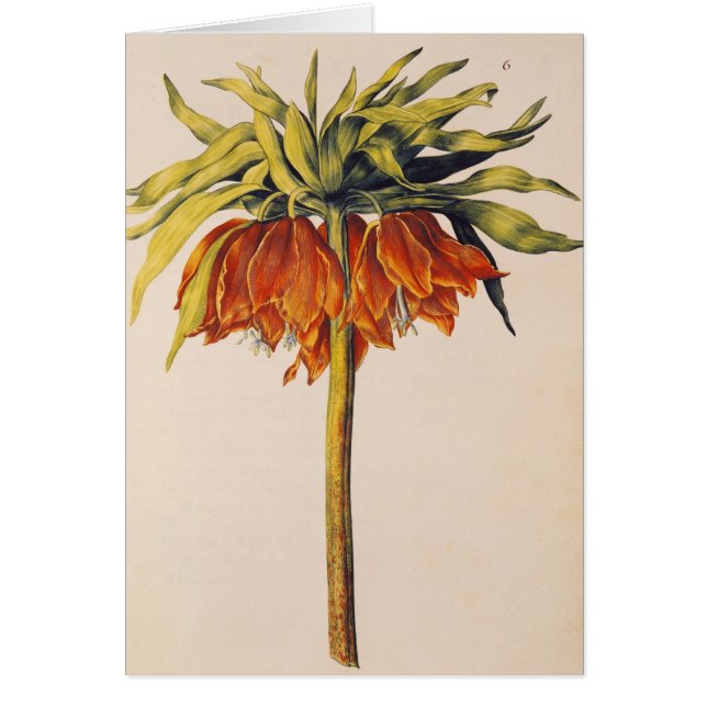 Krönen Sie Fritillary, von 'La Guirlande de Julie' (Vorne)