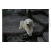 Krönend Polar Bärenkuppe (Vorderseite (Horizontal))