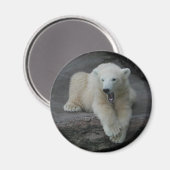 Krönend Polar Bärenkuppe Magnet (Vorderseite/Rückseite)