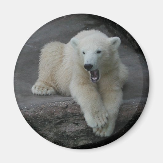 Krönend Polar Bärenkuppe Magnet (Vorne)