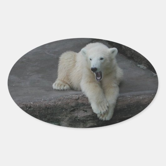 Krönend Polar Bärenkuppe Ovaler Aufkleber (Vorderseite)