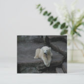Krönend Polar Bärenkuppe Postkarte (Stehend Vorderseite)