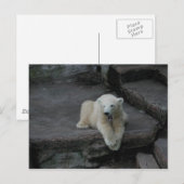 Krönend Polar Bärenkuppe Postkarte (Vorne/Hinten)