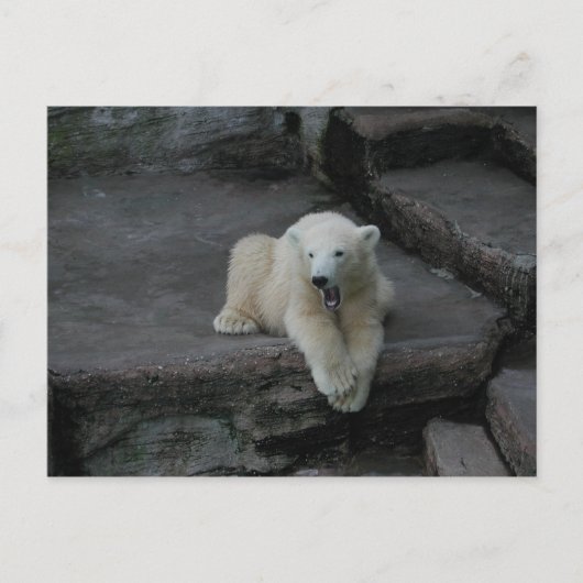 Krönend Polar Bärenkuppe Postkarte (Vorderseite)