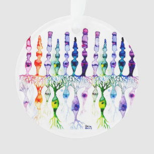 Kronenzellen Stammzellen und bipolare Neuronen der Ornament