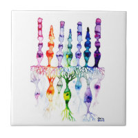 Kronenzellen Stammzellen und bipolares Netzhautneu