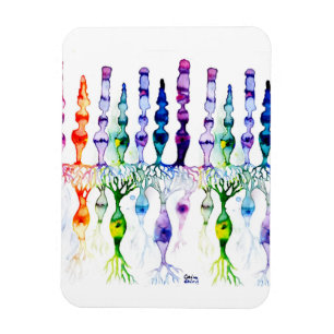 Kronenzellen Stammzellen und bipolares Netzhautneu Magnet