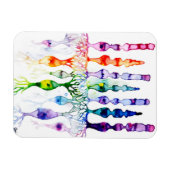 Kronenzellen Stammzellen und bipolares Netzhautneu Magnet (Horizontal)