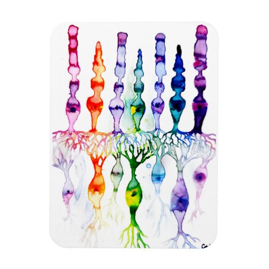 Kronenzellen Stammzellen und bipolares Netzhautneu Magnet (Vertikal)