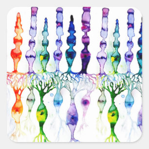 Kronenzellen Stammzellen und bipolares Netzhautneu Quadratischer Aufkleber