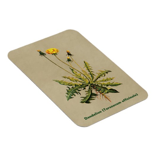 Kronleuchter auf altem Papier Magnet (Rechte Seite)